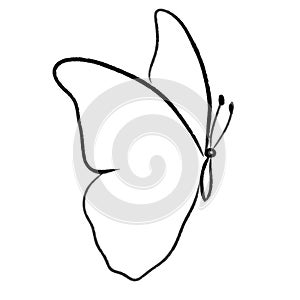 vector butterfly one line draw illustration