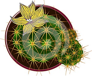 Vector cactus with flower