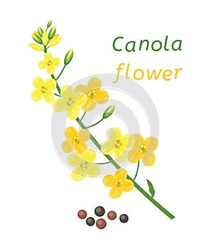 Vector canola flower and rapeseeds photo