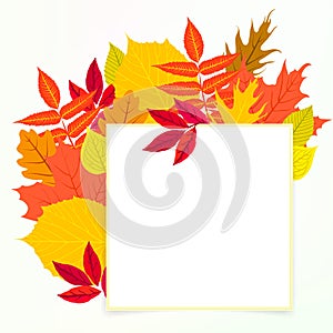 Vector card with autumn decor and leafs