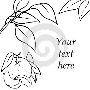 Vector card design with hand drawn outlined mandarin and leaves. Contour sketch with space for text isolated on white background.