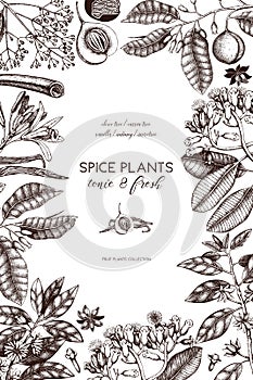 Vector card design with hand drawn spices. Decorative background with aromatic and tonic fruits plants sketch. Vintage kitchen tem