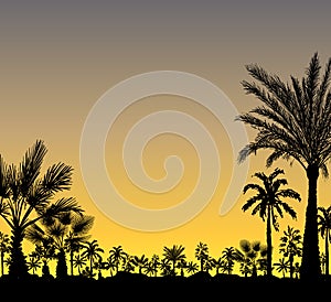 Vector card with palm trees silhouette on tropical background