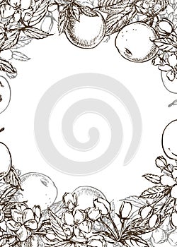 Vector card spring. Black and white blooming branches of apple tree.
