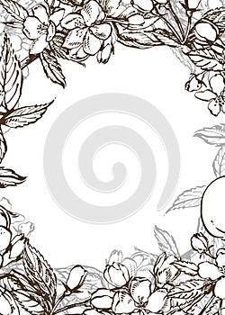 Vector card spring. Black and white blooming branches of apple tree.