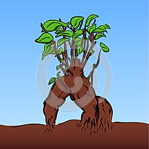 Vector cartoon bonsai