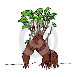 Vector cartoon bonsai