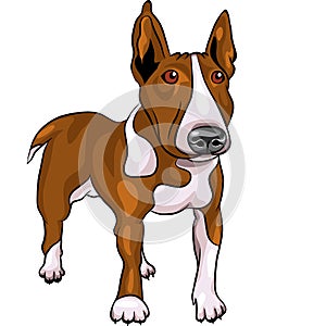 vector Cartoon Bull Terrier Dog breed