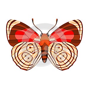 Vector Cartoon Butterfly 88 89 Character isolated illustration