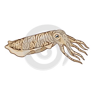 Vector Cartoon Cuttle. Cephalopod Illustration photo