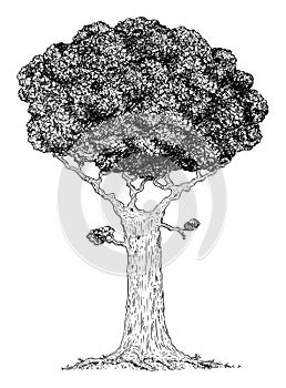 Vector Cartoon Drawing Illustration of Broadleaved Tree