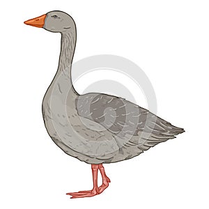 Vector Cartoon Gray Goose