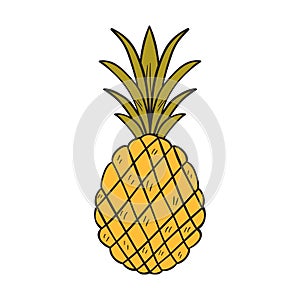 Vector cartoon hand drawn isolated pineapple