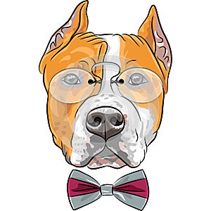Vector cartoon hipster dog American Staffordshire Terrier