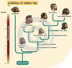 Evolution of modern man
