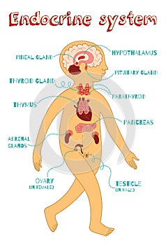 Vector cartoon illustration of endocrine system for kids