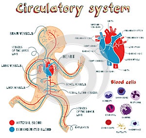 Vector cartoon illustration of human circulatory system for kids