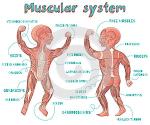 Vector cartoon illustration of human muscular system for kids