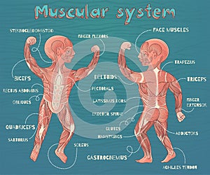 Vector cartoon illustration of human muscular system for kids