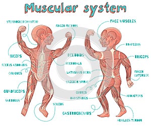 Vector cartoon illustration of human muscular system for kids photo