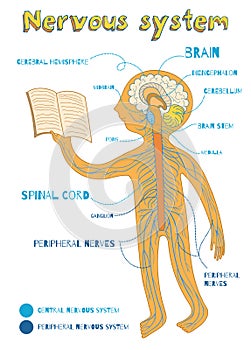 Vector cartoon illustration of human nervous system for kids