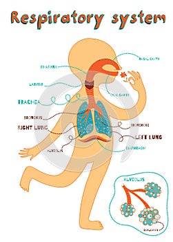Vector cartoon illustration of human respiratory system for kids