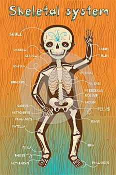 Vector cartoon illustration of human skeletal system for kids