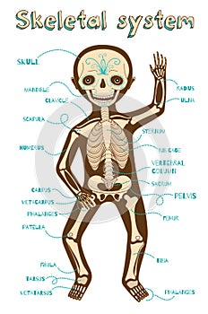 Vector cartoon illustration of human skeletal system for kids