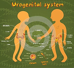 Vector cartoon illustration of male and female urogenital system photo