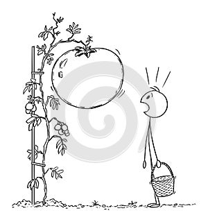 Vector Cartoon Illustration of Man or Farmer with Basket Surprised by Giant or Big Tomato Vegetable Growing on his