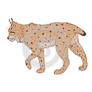 Vector Cartoon Lynx Illustration on White Background