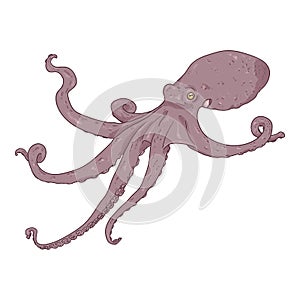 Vector Cartoon Octopus . Cephalopod Color Illustration