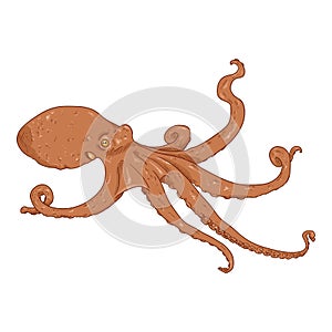 Vector Cartoon Octopus . Cephalopod Color Illustration
