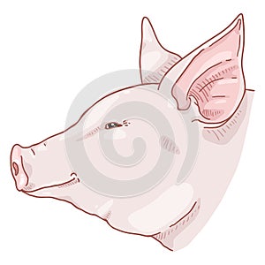 Vector Cartoon Pig Face