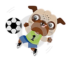 Vector cartoon pug. Anthropomorphic dog doing sports. Funny pup playing football. Cute animal illustration with soccer ball for