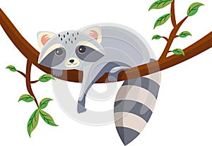 Vector cartoon raccoon lying on a tree branch