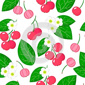 Vector cartoon seamless pattern with Muntingia calabura or Capulin exotic fruits, flowers and leafs on white background photo