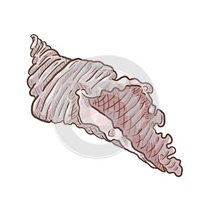 Vector Cartoon Seashell Isolated Illustration