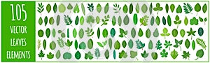 Vector cartoon set of illustrations with different green leaves of plants and trees isolated on white background