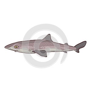 Vector Cartoon Spiny Dogfish