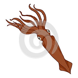 Vector Cartoon Squid. Cephalopod Color Illustration