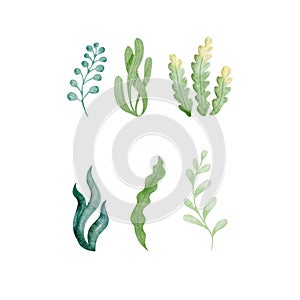 Vector cartoon watercolor set of sea plants with Seaweeds