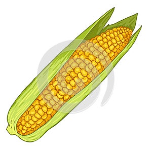 Vector Cartoon Yellow Corn Cob