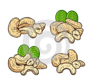 Vector cashew colorful illustration