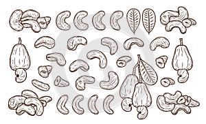 Vector cashew hand-drawn illustrations