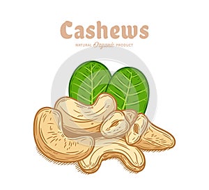 Vector cashew nuts illustration