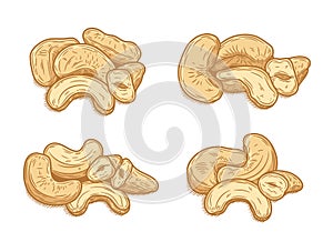 Vector cashew nuts illustrations