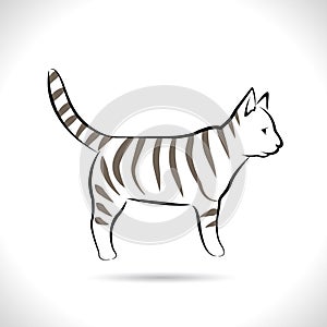 Vector of cat , walking, playing, different graphic images of cats, Isolated on theWhite background photo