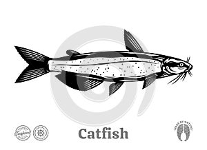 Vector catfish fish illustration