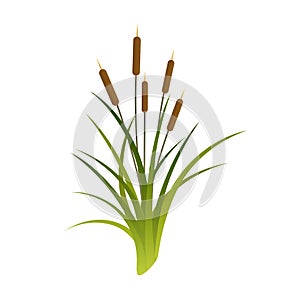 Vector Cattails Illustration